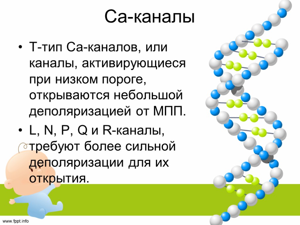 Са-каналы Т-тип Са-каналов, или каналы, активирующиеся при низком пороге, открываются небольшой деполяризацией от МПП.